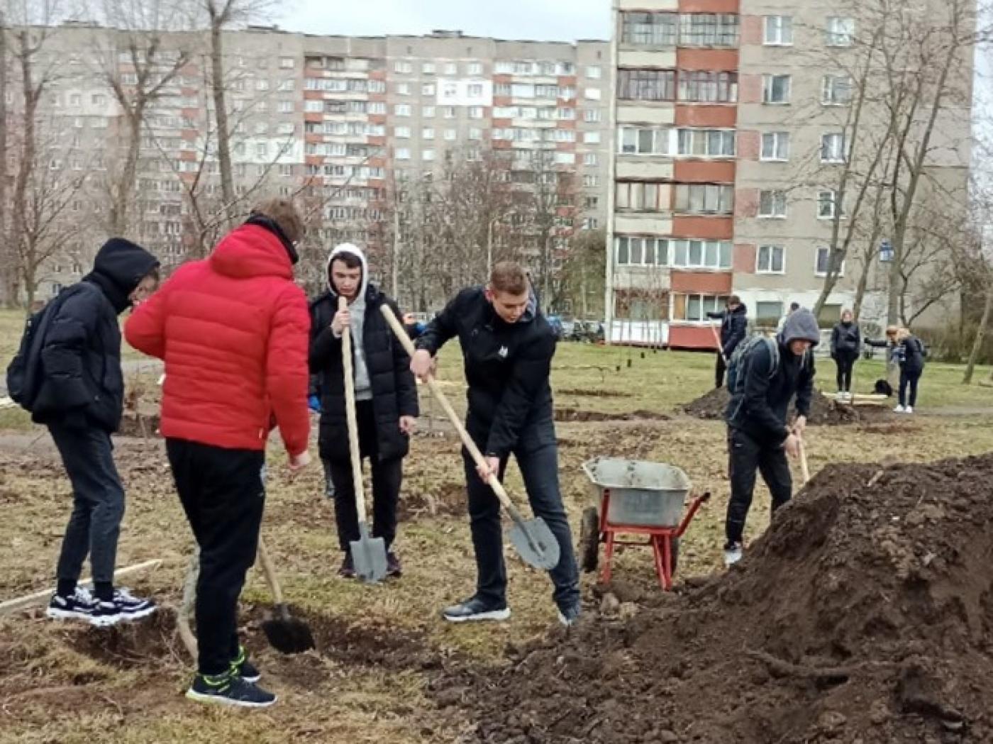 Экологическая акция «Дерево героя»